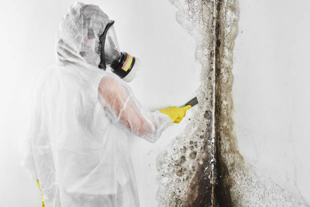 Professional Mold Removal in Arcanum, OH